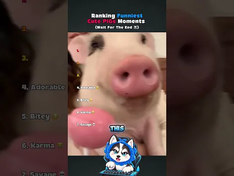Ranking Funniest Cute PIGs Moments