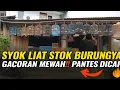Download Lagu SYOK LIAT STOK BURUNG DI KIOS KECIL INI‼️ SEMUANYA GACOR DOR TANPA JEDA🔥 BIKIN NGILER