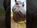 Download Lagu Hippo Core #animalshorts #animals #hippo #cute