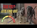 This Cane Corso MAXED Out Our Bite Force Machine