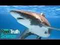 Download Why Did The Red Sea Shark Attacks Happen in 2010? | Science Documentary | Reel Truth Science mp4 3gp mp3 videos - waplic