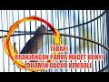Lagu TERAPI BRANJANGAN PARVA MACET BUNYI, DIJAMIN GACOR KEMBALI