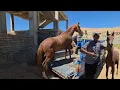 Download Lagu A beautiful horse on the farm 🐎, and Babak's joy 😊 at owning a young and valuable horse  🎬🌾