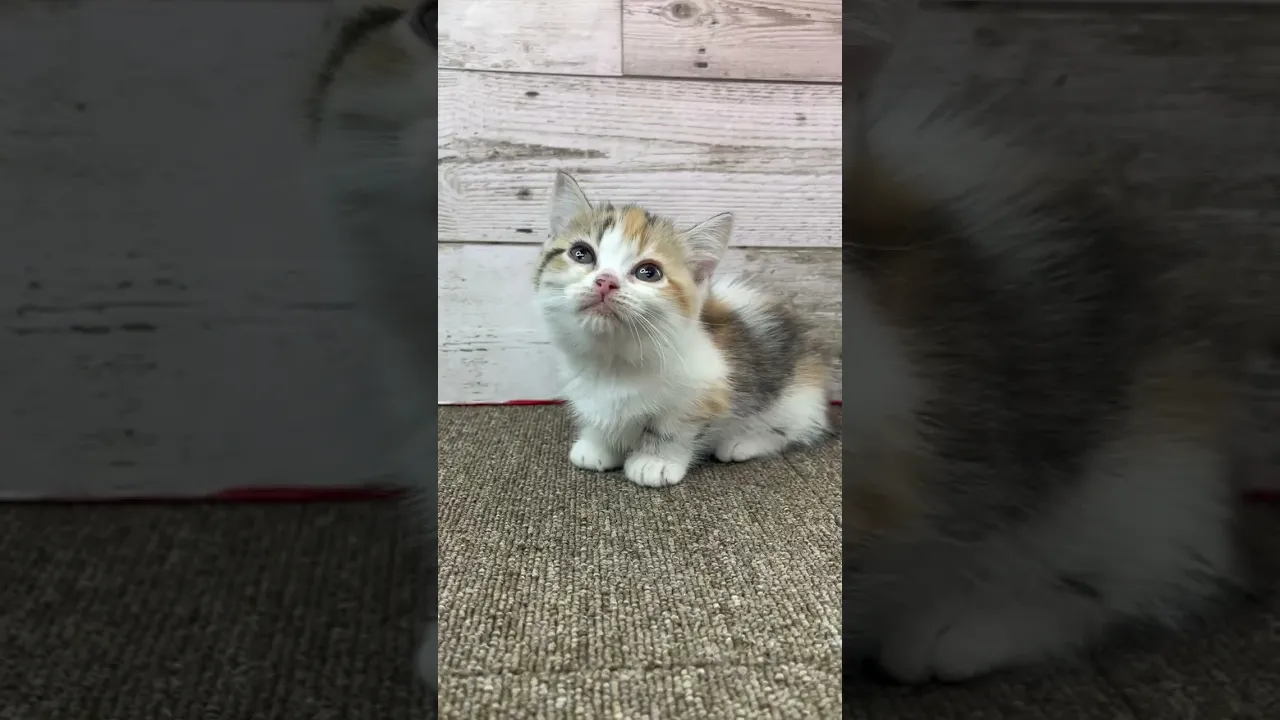 動画
