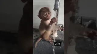 قرد صغير مضحك Shorts 