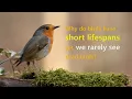 Why do birds have short lifespans yet we rarely see dead birds