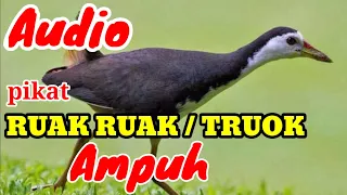 Download SUARA PIKAT BURUNG RUAK RUAK / TRUOK || Super Ampuh MP3