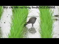 Download Lagu tiếng chằng nghịch tháng 03/2020 kỷ niệm anh em trong hội bẩy chim .