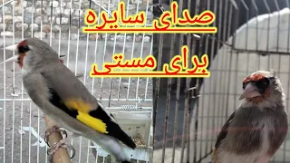 صدای سایره پیت پیتک برای مستی صدای سهره ماده برای تخریک کردن سهره نر سایره مست کردن دندنها