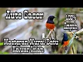 Masteran Murai Batu Terbaik.. 2021 full Isian