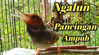 suara prenjak jantan ngalun cocok untuk pancingan prenjak yang males bunyi