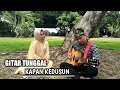 GITAR TUNGGAl SEKAYU, Ba'i \u0026 chica MUSI BANYUASIN