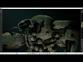 Late Night Stream Animating