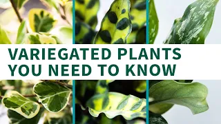 Variegated Plants You Need to Know - YouTube Video Guide