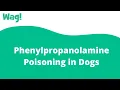 Phenylpropanolamine Poisoning in Dogs Wag