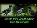 Download Lagu SUARA BURUNG JALAK BISA NGOMONG || POKOE UNIK ||COCOK BUAT MASTERAN ISIAN