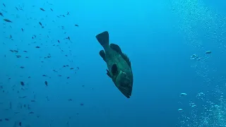 video_image