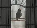 Download Lagu pancingan poksay Mandarin agar rajin bunyi dan gacor #burung #poksaygacor #birds