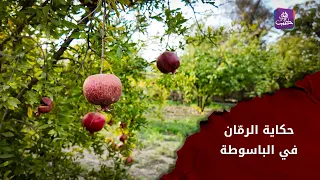 حكاية الرمّان في الباسوطة.. من الزراعة إلى القطاف وصناعة الدبس | جولات