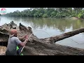 Download Lagu TERNYATA IKAN  GURAME SUKA BERSARANG DI BAWAH POHON TUMBANG😯