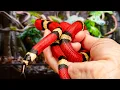 Download Lagu Recreating the Rainforest for a Milk Snake