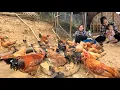 Download Lagu Peace on the small farm, Great joy with my daughter by my side. Ly Vy Ca 