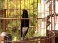 Lagu oriental magpie robin   song