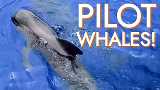 Sailing with PILOT WHALES! [Ep31 RED SEAS]