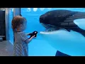 Download Lagu Little girl's Orca meets the real thing - \