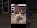 Skinwalkers caught on camera