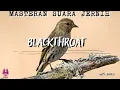 Download Lagu MASTERAN BLACKTHROAT GACOR FULL ISIAN TEMBAKAN MEWAH