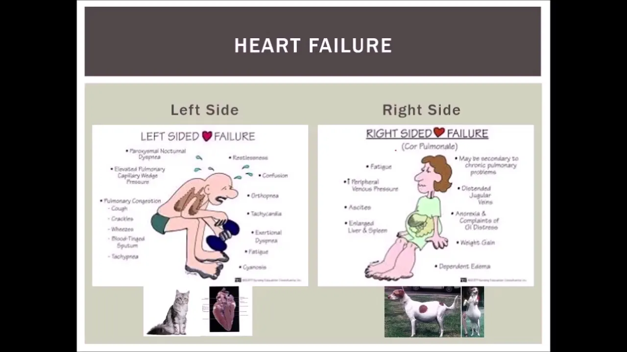 Applied Pharmacology Chapter 7   Cardio Drugs