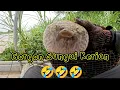 Download Lagu Udang Galah Bulan Kemerdekaan Ke-68
