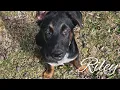 Riley - German Shepherd Available for Adoption in Virginia Beach VA
