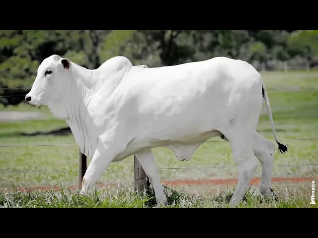 2 Novilhas Nelore P.O.