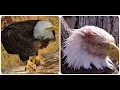 Decorah Eagles - North Nest March 29th 2026 Explore Live Nature CamsDecorah Eagles