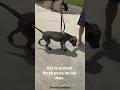 Download Lagu Diesel going for a walk with his new shoes. #hotweather #cutedog #cute #pitbull #pitbulls #safety