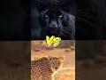 Download Lagu black panther vs cheetah