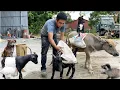 Download Lagu Vietnamese man with goat and calf goes to the street to transport cement to build a house