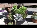 Tender Succulents Part 7 - Mixed Succulent Bowls Planters