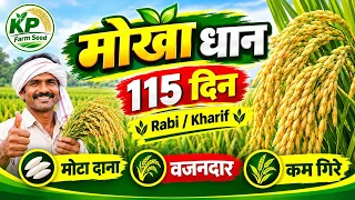Mokha Dhan। 115दिन, Rabi/Kharif Paddy Variety