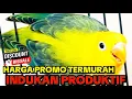 Lagu HARGA MURAH! LOVEBIRD INDUKAN PRODUKTIF, CEK SEKARANG SEBELUM KEHABISAN