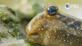 These Mudskipper Fins Were Made For Walking | Deep Look
