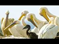 Download Lagu Pelicans Feast On Cape Gannet Chicks | Life | BBC Earth