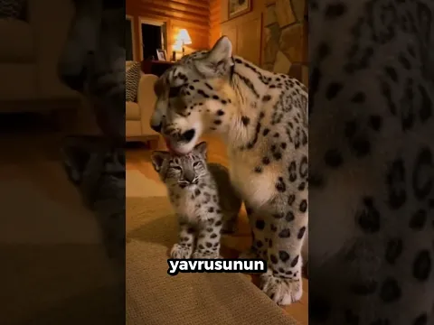 Bir Kar Leoparı Yavrusunu Kurtardı... Ve O Bunu Asla Unutmadı❗️❤️‍🩹