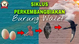 Download Siklus Perkembangbiakan Burung Walet | Swiftlet Breeding Cycle #SiklusPerkembangbiakanBurungWalet MP3