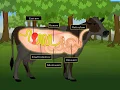 Digestion in Grass Eating Animals Macmillan Education India