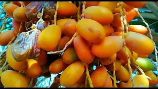 الفنانين المرحوم عبدالامير دريس عباس السحاقي اغنية لاتبچین یاعین 