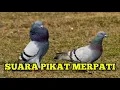 Download Lagu SUARA PIKAT BURUNG MERPATI/BURUNG DARA TERAMPUH 2021