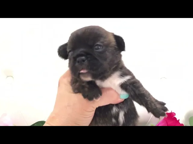 動画